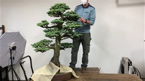 youtube bonsai